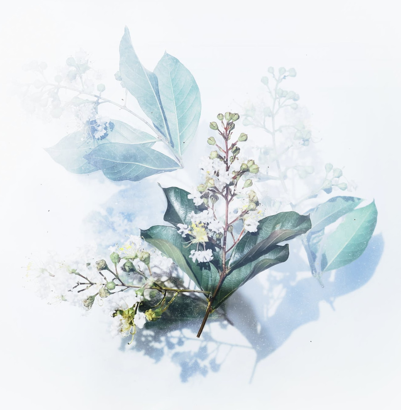 exemple fleur2