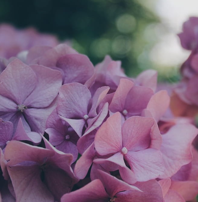 hortensia flower fleur