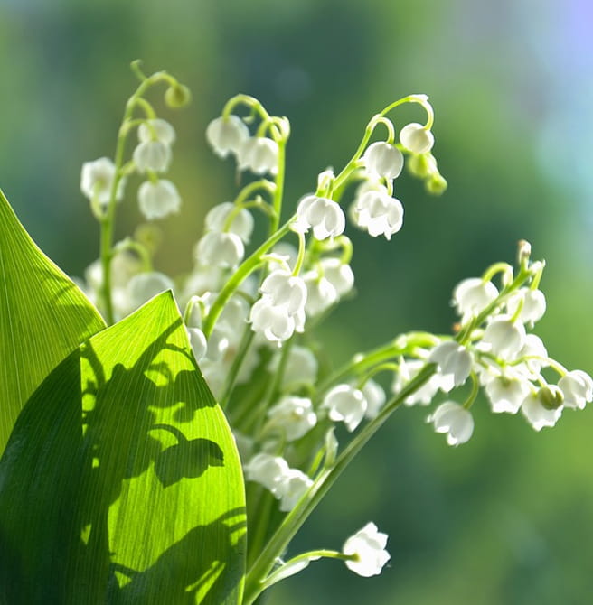 muguet flower fleur